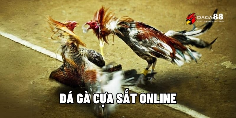Đá Gà Cựa Sắt Kịch Tính – Đặt Cược Nhanh, Thắng Lớn Mỗi Ngày 1 Đá gà cựa sắt