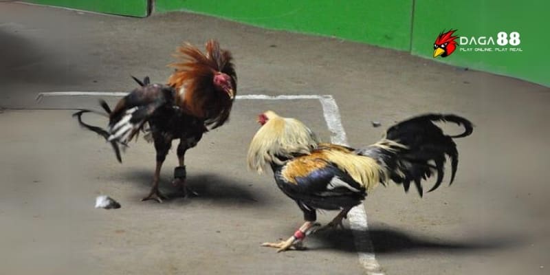 Đá Gà Cựa Sắt Kịch Tính – Đặt Cược Nhanh, Thắng Lớn Mỗi Ngày 2 Đá gà cựa sắt online kịch tính chuẩn pháp lý quốc tế