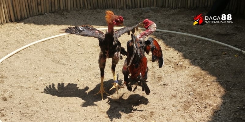 Đá Gà Cựa Sắt Kịch Tính – Đặt Cược Nhanh, Thắng Lớn Mỗi Ngày 3 Cược đá gà online tại GA88 đa dạng cực cuốn