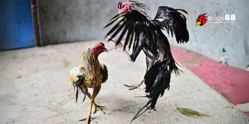 Đá Gà Cựa Sắt Kịch Tính – Đặt Cược Nhanh, Thắng Lớn Mỗi Ngày 4 Mãn nhãn từng pha đấu đỉnh cao chỉ có tại GA88