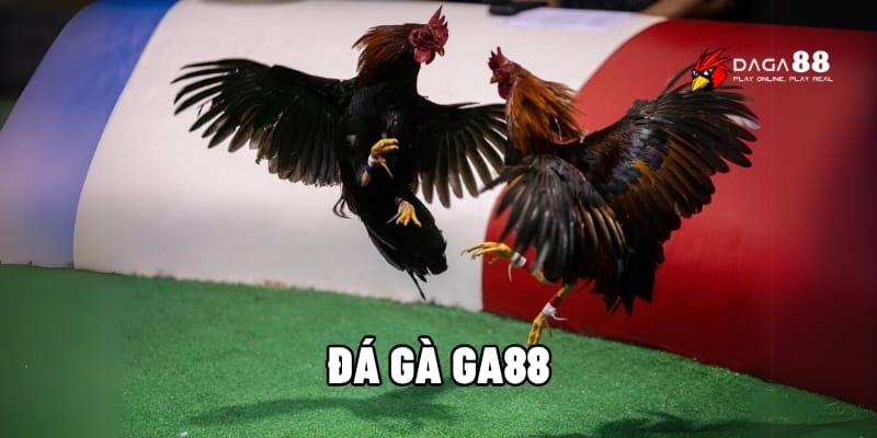Đá Gà GA88 – So Tài Mãn Nhãn, Rinh Thưởng Cực Nhanh 1 Đá gà GA88