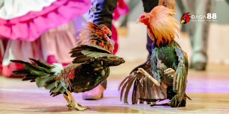 Đá Gà GA88 – So Tài Mãn Nhãn, Rinh Thưởng Cực Nhanh 2 Sảnh đấu đỉnh cao tỏa sáng giữa hàng trăm trận đá gà GA88