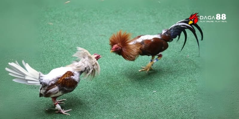 Đá Gà GA88 – So Tài Mãn Nhãn, Rinh Thưởng Cực Nhanh 3 Người chơi hào hứng thử sức loạt hình thức cá cược mới