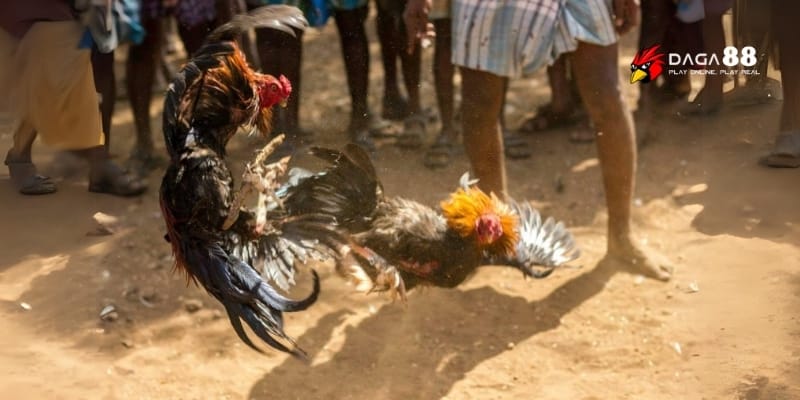 Đá Gà GA88 – So Tài Mãn Nhãn, Rinh Thưởng Cực Nhanh 4 Bảng cược rực lửa 2025 thu hút mọi ánh nhìn tại GA88