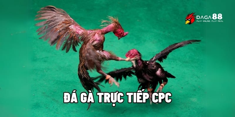 Đá Gà Trực Tiếp CPC – Mãn Nhãn Từng Trận, Cược Nổ Từng Giây 1 Đá gà trực tiếp CPC