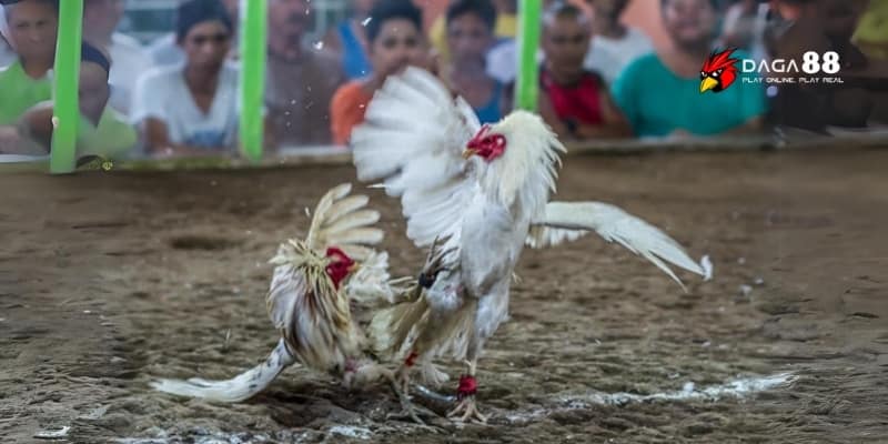 Đá Gà Trực Tiếp CPC – Mãn Nhãn Từng Trận, Cược Nổ Từng Giây 2 Khám phá không khí giải đấu đá gà trực tiếp CPC đỉnh cao
