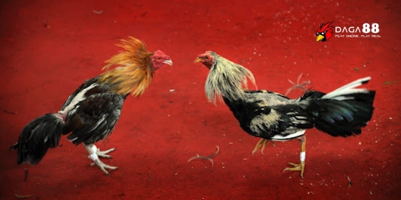 Đá Gà Trực Tiếp CPC – Mãn Nhãn Từng Trận, Cược Nổ Từng Giây 3 Những màn so tài bất hủ khiến đấu trường CPC chấn động