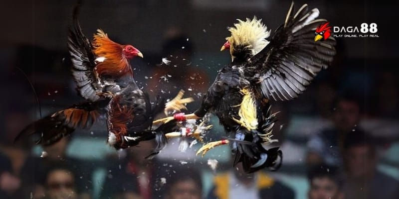 Đá Gà Trực Tiếp CPC – Mãn Nhãn Từng Trận, Cược Nổ Từng Giây 4 Cận cảnh bảng cược GA88 với tỷ lệ đầy kịch tính và biến động