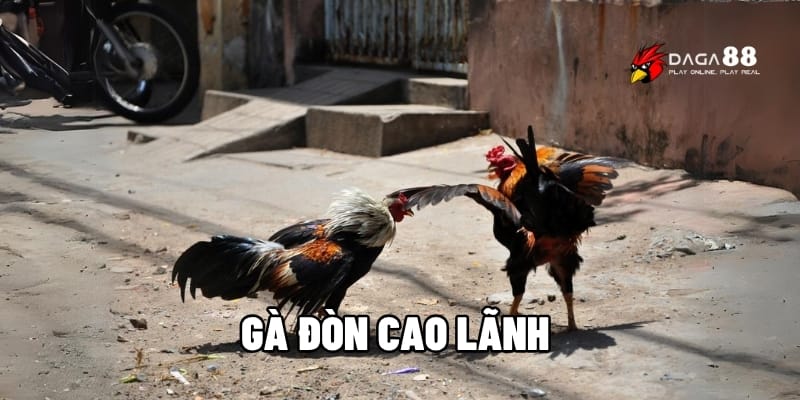 Gà Đòn Cao Lãnh – Kỹ Năng Né Thần Sầu, Ra Chiêu Chuẩn Xác 1 Gà đòn Cao Lãnh