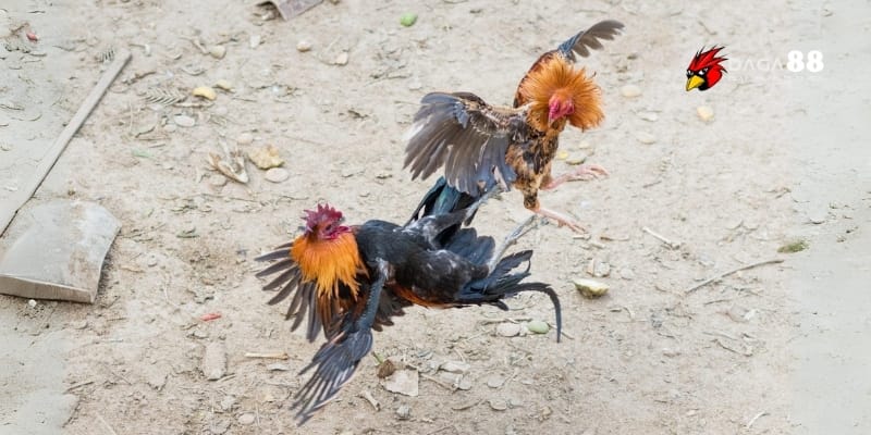 Gà Đòn Cao Lãnh – Kỹ Năng Né Thần Sầu, Ra Chiêu Chuẩn Xác 2 Gà đòn Cao Lãnh nổi bật bởi đòn lối hiểm hóc