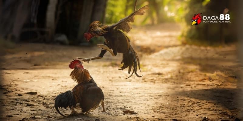 Gà Đòn Cao Lãnh – Kỹ Năng Né Thần Sầu, Ra Chiêu Chuẩn Xác 3 Huấn luyện chiến kê thành sát thủ đấu trường