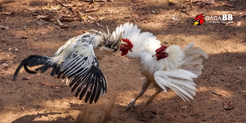Gà Đòn Cao Lãnh – Kỹ Năng Né Thần Sầu, Ra Chiêu Chuẩn Xác 4 Chọn gà đòn chuẩn xác quyết định thắng thua trận cược