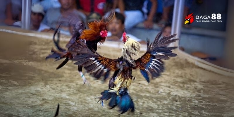 Giải Đá Gà Cựa Dao C1 – Kịch Tính, Máu Lửa, Thắng Lớn Mỗi Ngày 2 Khán đài nổ tung khi chiến kê tung cựa dao chí mạng