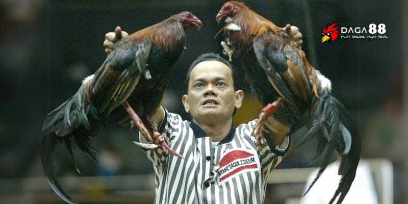 Giải Đá Gà Cựa Dao C1 – Kịch Tính, Máu Lửa, Thắng Lớn Mỗi Ngày 3 Những khoảnh khắc đỉnh cao tại Giải đá gà cựa dao C1