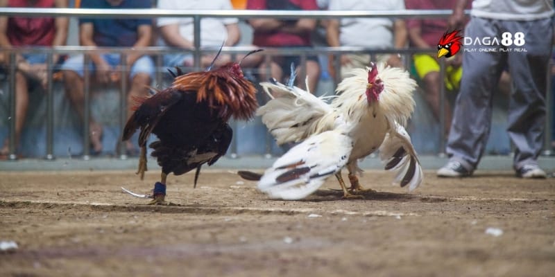 Giải Đá Gà Cựa Dao C1 – Kịch Tính, Máu Lửa, Thắng Lớn Mỗi Ngày 4 Đám đông căng thẳng trước mỗi cú cược tại sàn GA88