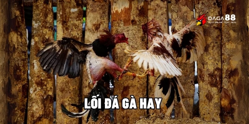 Lối Đá Gà Hay Nhất – Bí Kíp Soi Kèo Chuẩn Và Thắng Lớn 1 Lối đá gà hay