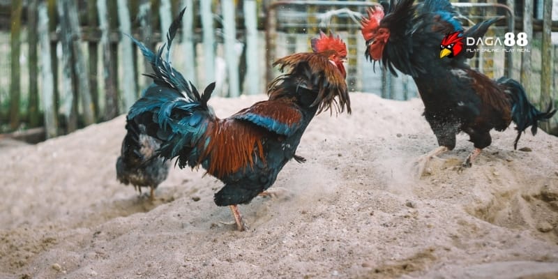 Lối Đá Gà Hay Nhất – Bí Kíp Soi Kèo Chuẩn Và Thắng Lớn 2 Lối đá gà hay làm bùng nổ mọi ván cược