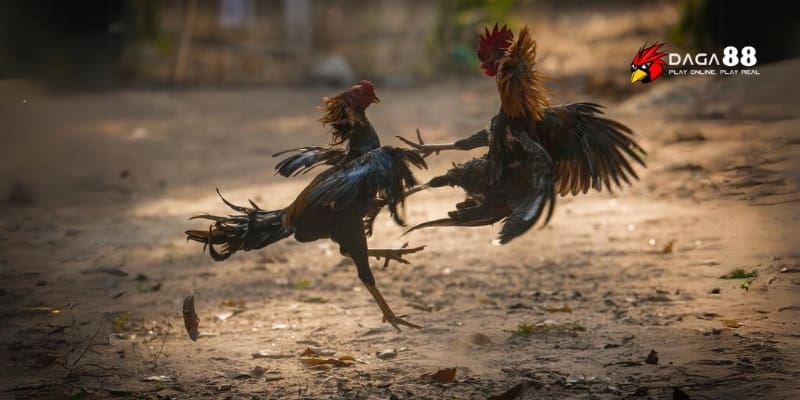 Lối Đá Gà Hay Nhất – Bí Kíp Soi Kèo Chuẩn Và Thắng Lớn 3 Chiến kê luyện chuẩn lối đá hay thắng đậm mọi sới