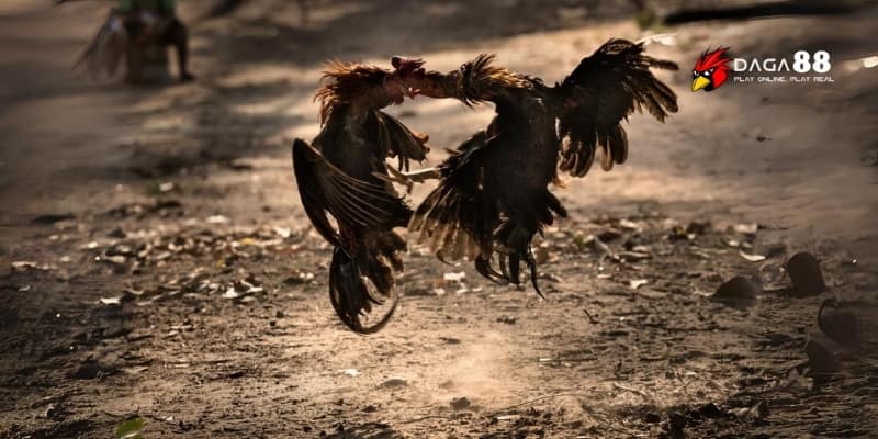 Lối Đá Gà Hay Nhất – Bí Kíp Soi Kèo Chuẩn Và Thắng Lớn 4 Xem đúng lối đấu hay dễ chọn kèo chuẩn